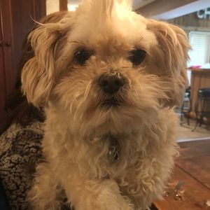 Meet your Posher, Pam